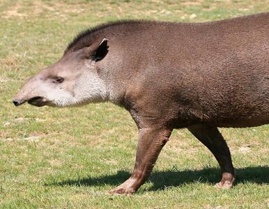 Miniatura: W tym parku żyją 300-kilogramowe tapiry