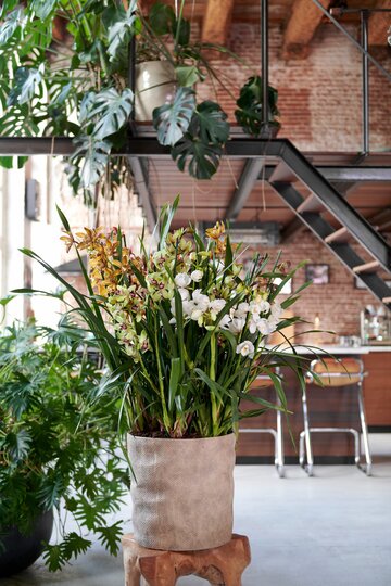 Storczyki Cymbidium