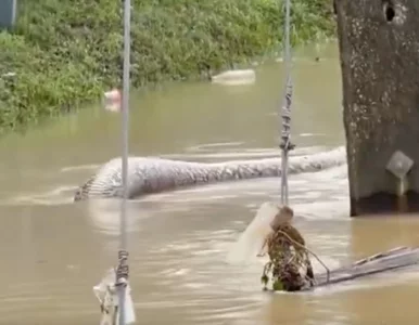 Miniatura: Gigantyczny pyton wił się zalaną ulicą. To...