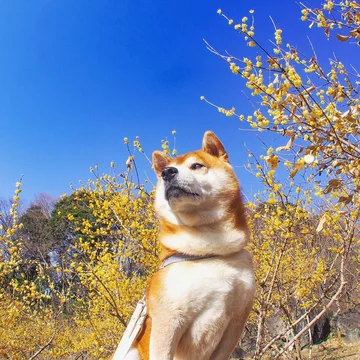 Hachi 