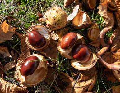 Miniatura: Quiz z wiedzy ogólnej. Pytamy o hasła na...