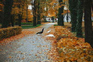 Łazienki Kr&oacute;lewskie, park