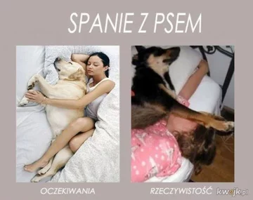 Memy z psem w roli głównej 