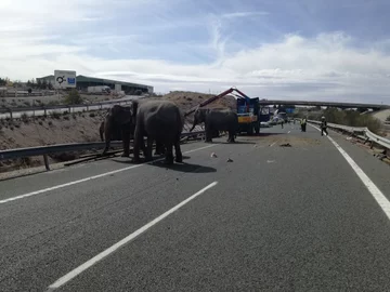 Słonie na autostradzie koło Albacete 