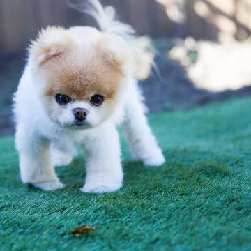 Boo the Pomeranian 