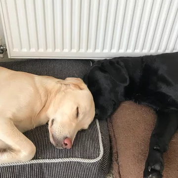 Olive i Mabel 