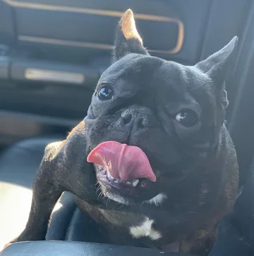 Psy, którymi opiekuje się Chris i Mariesa 