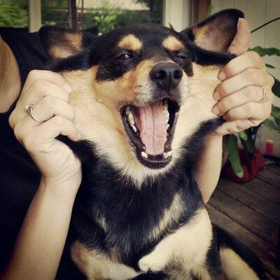 Miniatura: Psy i ich dodatkowe fałdki. Te zdjęcia...