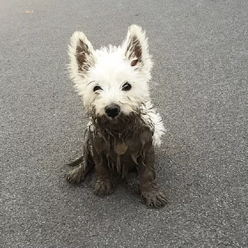 Pies po zabawie w błocie 