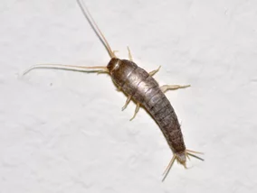 Miniatura: Rybiki cukrowe w łazience? Nie ignoruj...