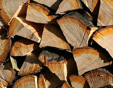 Miniatura: Sprzedali drewno za 5 miliardów