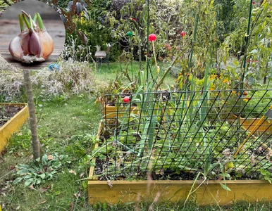 Miniatura: Sadzenie czosnku w listopadzie? Ten trik...