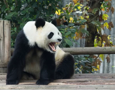 Miniatura: Chciał zaimponować dziewczynie. Skończyło...