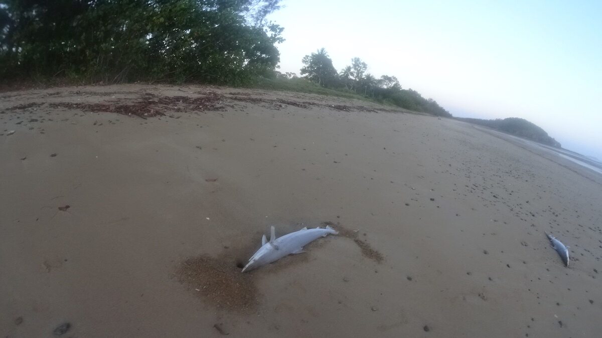 Martwe rekiny na australijskiej plaży 