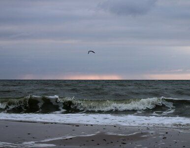 Miniatura: Potężny las wyłonił się z morza....