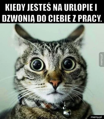 Dzień wolny? Internauci odpowiadają memami 