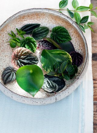 Peperomia