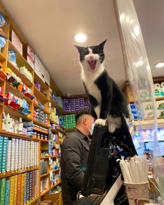Miniatura: Koty opanowują sklepy. Zobaczcie, jak...