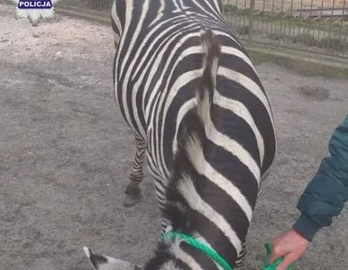 Miniatura: Zebra biegła środkiem ulicy. Schwytano ją...