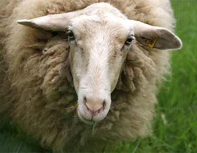 Miniatura: Hodowcy owiec też chcą publicznych pieniędzy
