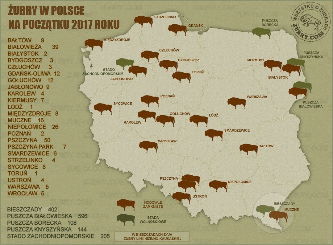 Schemat rozmieszczenia żubrów w Polsce 