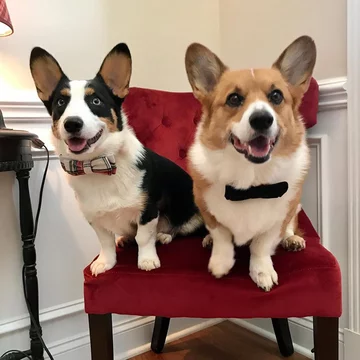 Psy corgi – Reecie, Peanut i Buttercup 