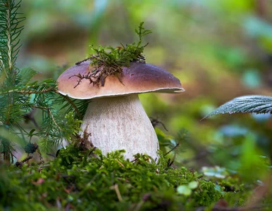 Miniatura: Grzyby wysypały jak nigdy. Tutaj...