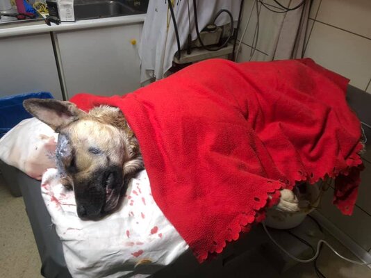 Miniatura: Pies wpadł we wnyki, miał rany od noża w...