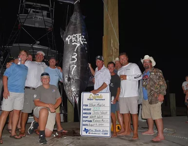 Miniatura: Ta ryba to prawdziwy olbrzym! Wyciągnęli z...