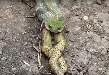 Wąż połyka i "wypluwa" żabę 