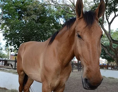 Miniatura: Miejski spacer z... koniem