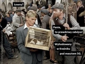 Kraśnik wolny od 5G. Memy 