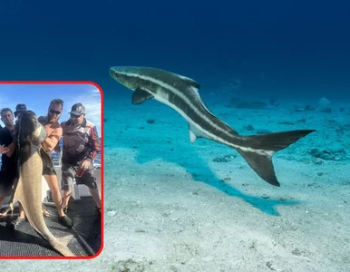 Miniatura: „Walczył z czymś, co zachowywało się jak...