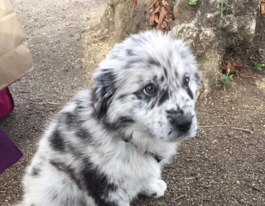 Miniatura: Te psy przypominają ciasteczka Oreo. I są...