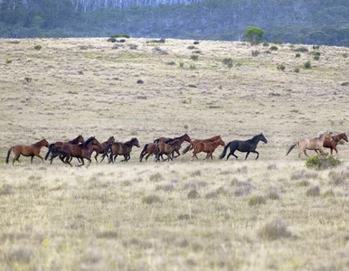 Miniatura: W Australii odstrzelone zostaną tysiące...