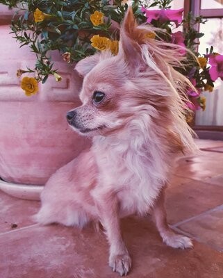 Miniatura: Dzień Psa we Wprost.pl - chwalimy się...