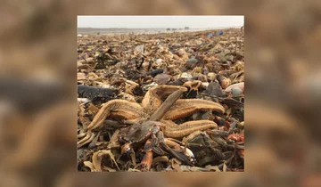 Zwierzęta wyrzucone na brzeg 