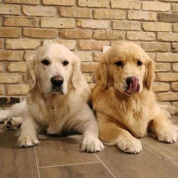 Psy rasy golden retriever 