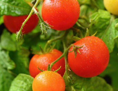 Miniatura: Pierwsze kwiaty pomidorów nie chcą...