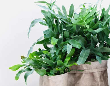 Miniatura: Nie fikus, nie monstera! To ta paprotka...