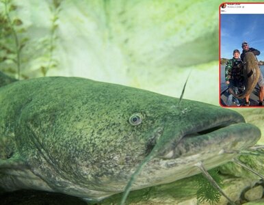Miniatura: 11-latek złowił rybnego potwora, miałby...