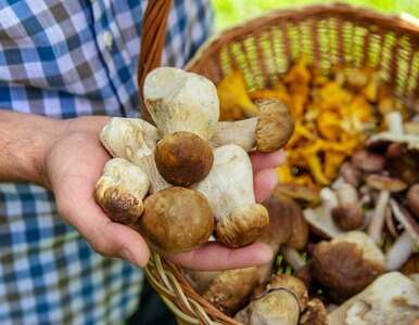 Miniatura: QUIZ Rozpoznasz grzyby na zdjęciach?...