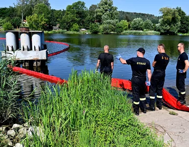 Miniatura: Odrzański paprykarz, wściekłość, smród i...