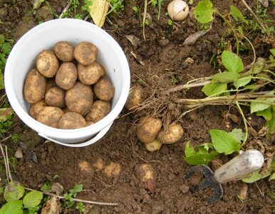 Miniatura: Rosja zamyka granice przed ziemniakami z UE