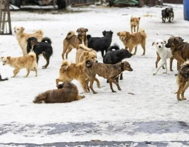 Miniatura: Polacy ratują psy z Ukrainy. Jak pomóc? W...