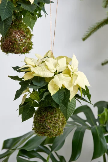 Poinsecja znana także jako gwiazda betlejemska 