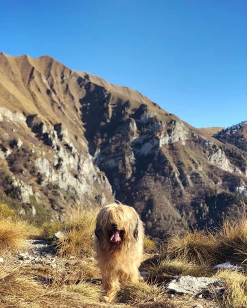 Pies rasy bergamasco 