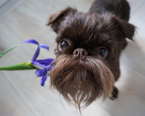 Miniatura: Nuts – pies, który może pochwalić się...