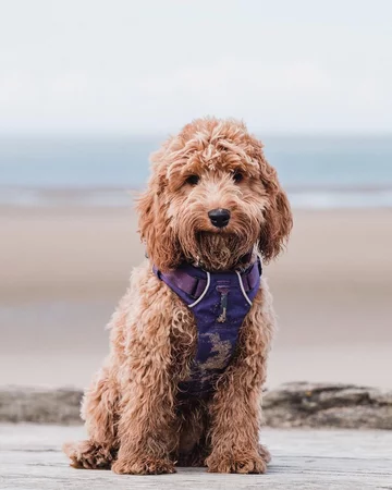 Cockapoo Marley 