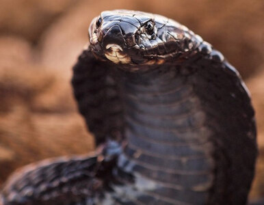 Miniatura: Dzikie węże zabijają Nigeryjczyków....